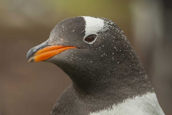 Bleaker Island Gentoo penguin portrait